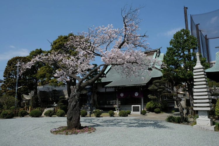 愛甲石田樹木葬/圓光院 