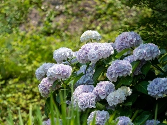 緑豊かで自然に囲まれた蓮花苑墓地