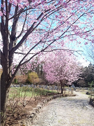 佐久市 西軽井沢 向原霊園