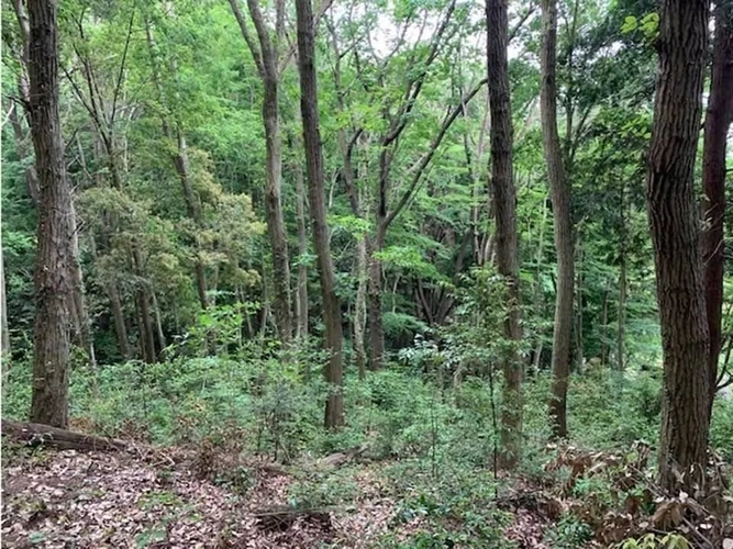 プレミアム「大平ぶどうの森」樹木葬墓地 