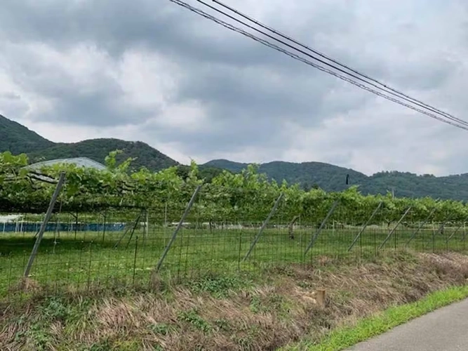 プレミアム「大平ぶどうの森」樹木葬墓地 