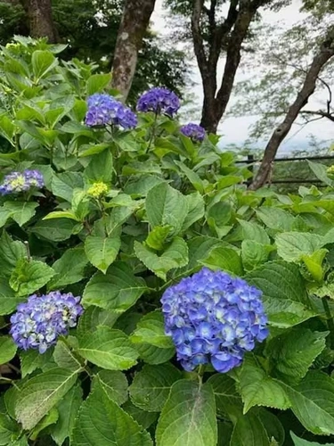 プレミアム「大平ぶどうの森」樹木葬墓地 