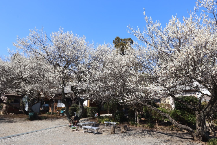 座間市 個別式樹木葬墓地 龍洞院 