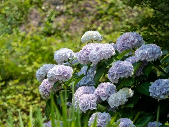 四季の花々に囲まれた美しい環境