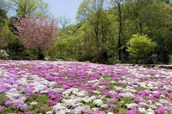 春の芝ざくら