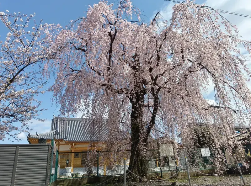 林鐘寺 いとざくら