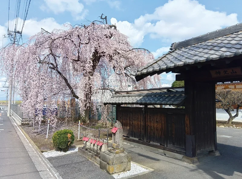 林鐘寺 いとざくらと山門