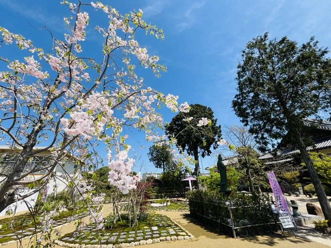 尾張萩の寺 花樂苑 桜と園内