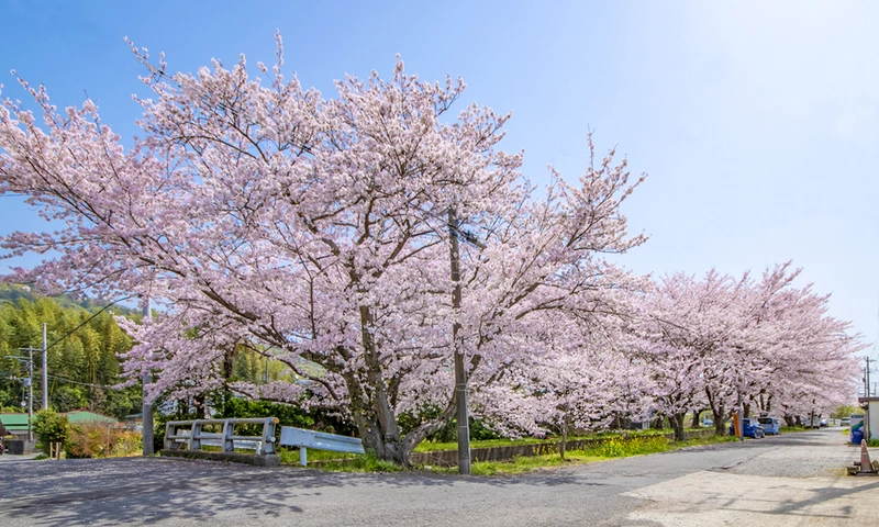 玉泉寺 永代供養墓・樹木葬 