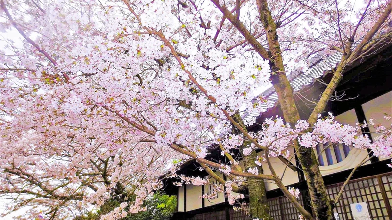 尾道市 偲墓 信行寺