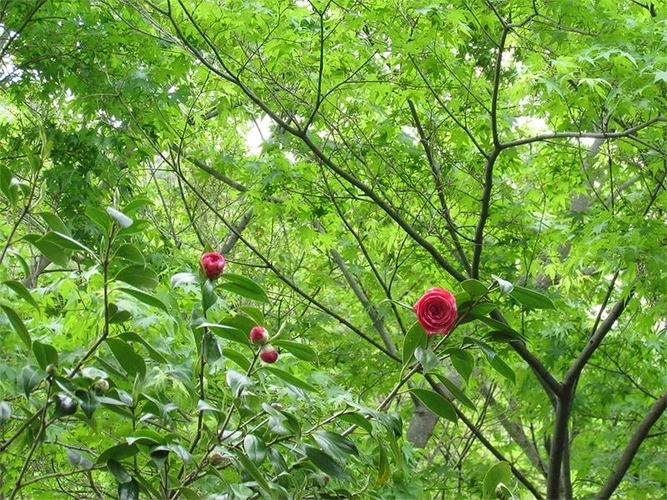 大阪北摂霊園 