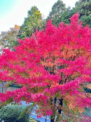 高槻霊園 