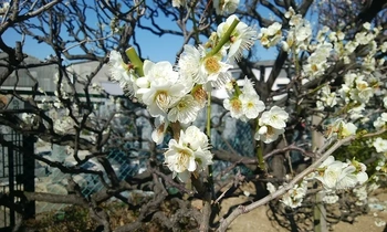 真言宗の寺院墓地