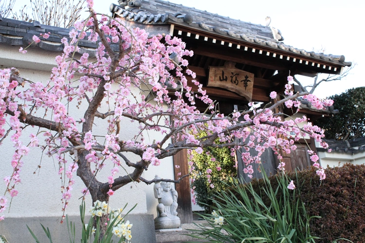 太春寺の永代供養 天照苑 「小さなお墓・家族墓」 