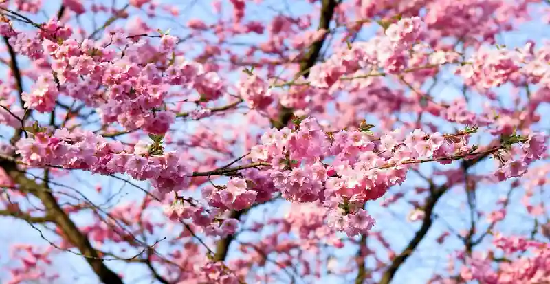 境内を明るく彩る桜