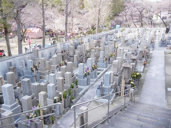 桜に囲まれてお墓参りができる