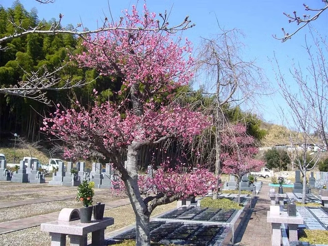 京阪奈墓地公園 樹木葬「桜」 バリアフリーの写真