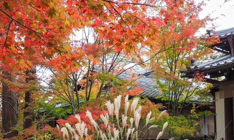 偲墓 頂後山 光照寺 