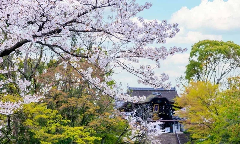 偲墓 頂後山 光照寺 