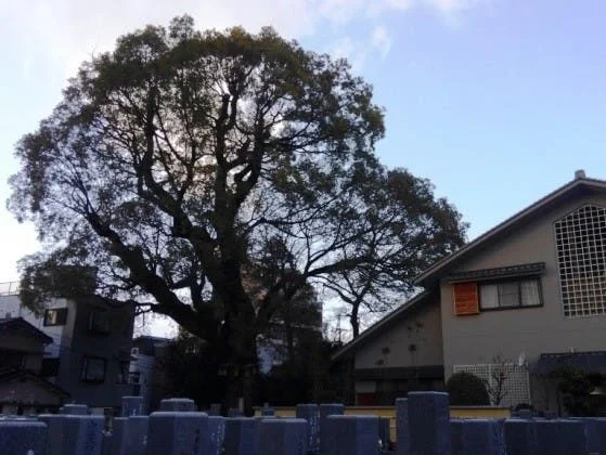 神戸市中央区 法巖寺境内墓地