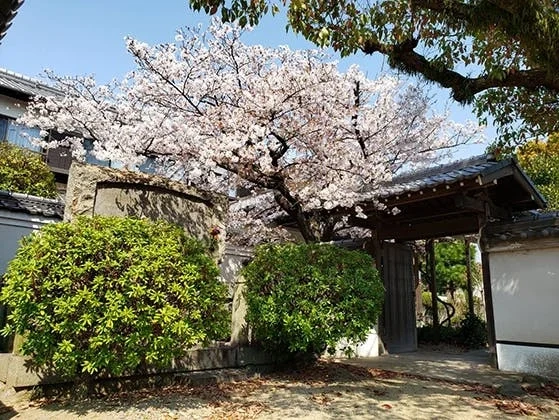 蓮花寺 のうこつぼ 