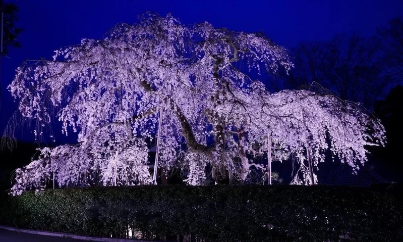 高原寺浄園 永代供養墓 