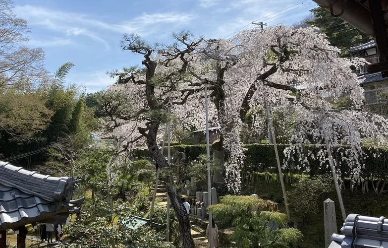 高原寺浄園 永代供養墓 