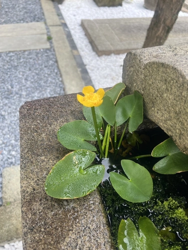 淨福寺 納骨堂 