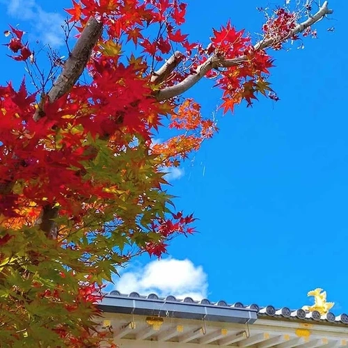 速成寺 納骨堂・樹木葬・一般墓 