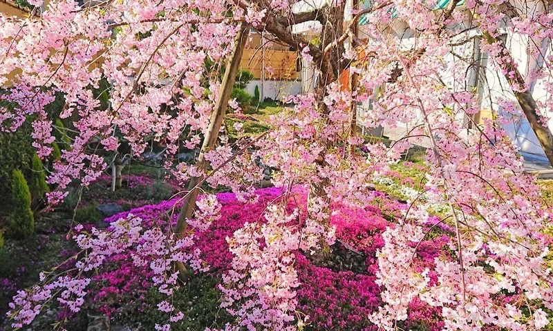 大和郡山市 速成寺 納骨堂・樹木葬・一般墓