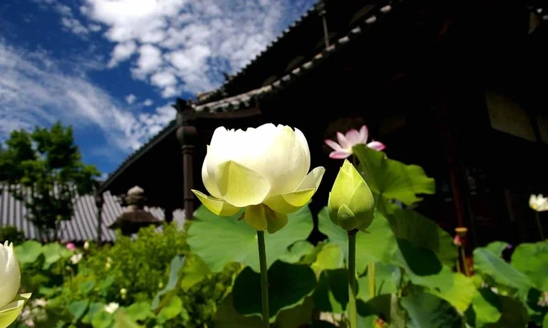 五條市 生蓮寺 永代供養墓