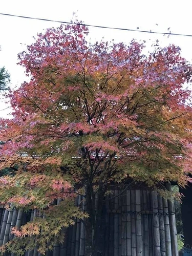 清蔵寺霊園 