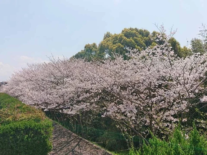 大同寺霊園 