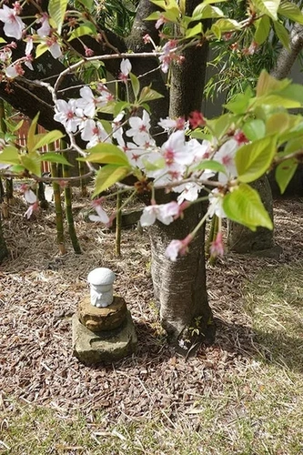 樹木葬「桜雲」 