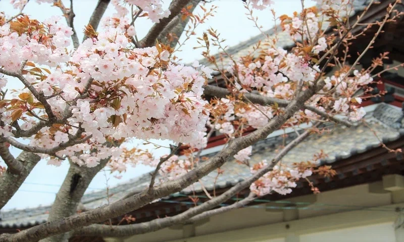 宝積寺 永代供養塔 