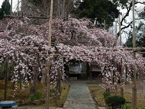 正源寺 樹木葬墓地 