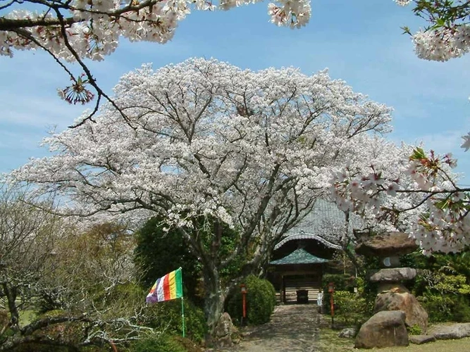 新義真言宗 大本山 誕生院 樹木葬永代供養墓 