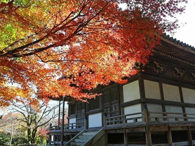 新義真言宗 大本山 誕生院 樹木葬永代供養墓 