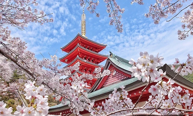 本福寺 永代供養墓・樹木葬 春には桜が満開になります