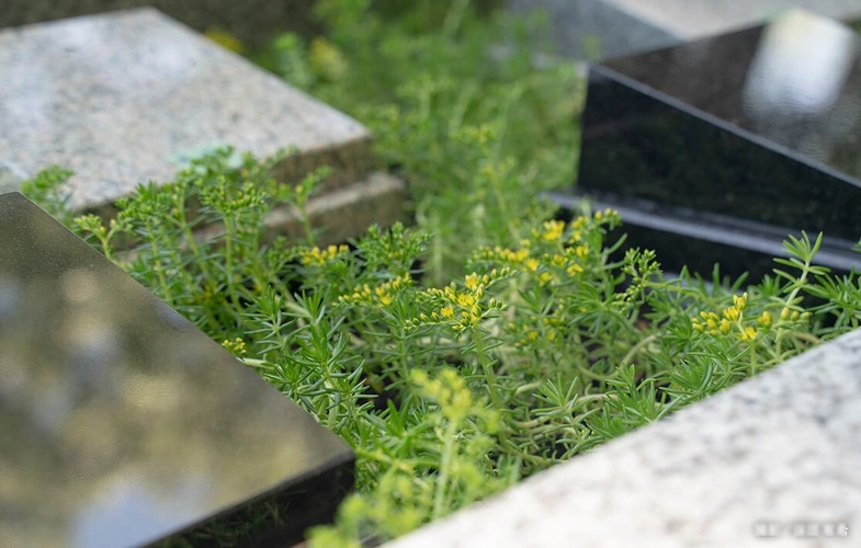 「愛樹木葬」花岡山天空樹木葬 植栽