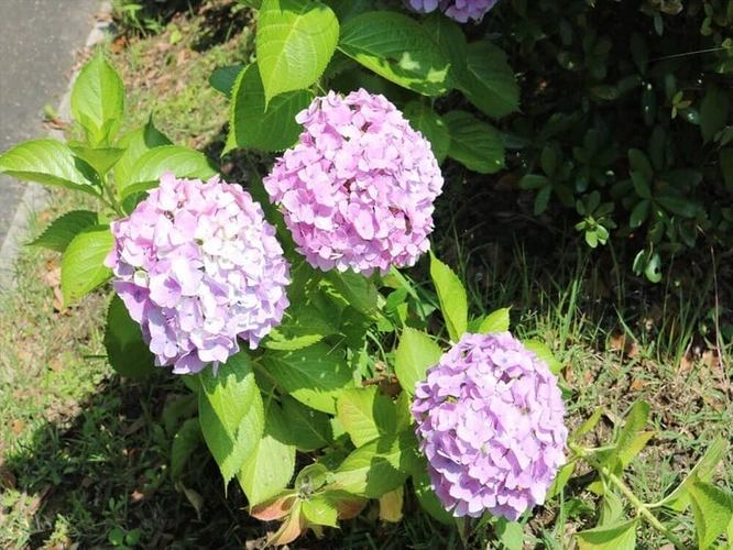 やすらぎ霊園 竹中墓地 季節の植栽