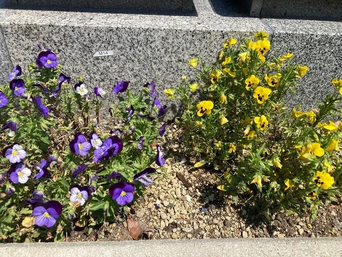 ふれあい墓園宮永 たくさんのお花