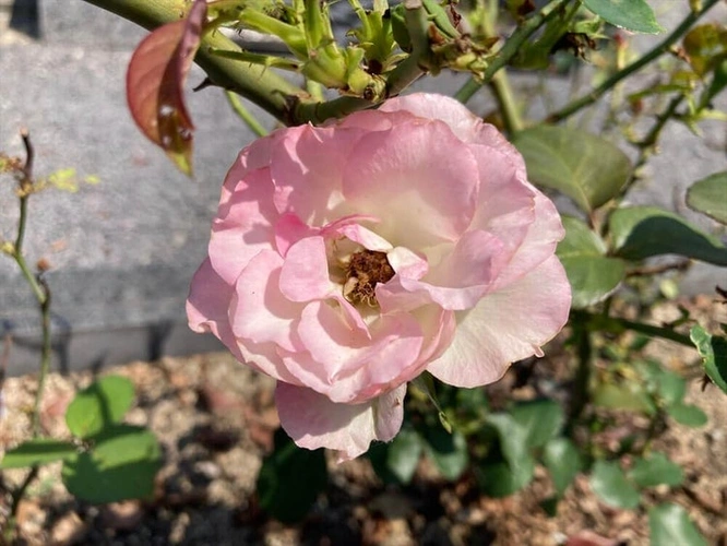 ふれあい墓園宮永 バラ