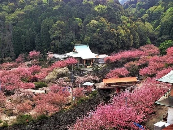 一心寺 樹木葬「夢さくら」 