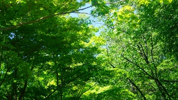 緑豊かで心落ち着く竹田市の霊園