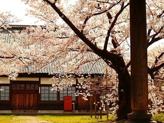 宝光寺 のうこつぼ 