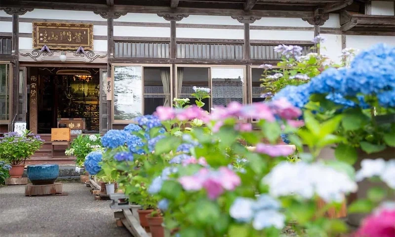 三条市 「地蔵様とあじさいの寺」光照寺