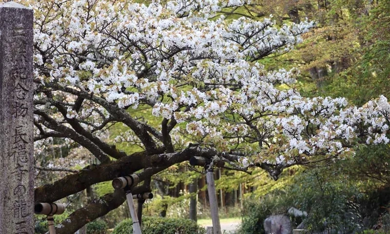 長徳寺 樹木葬 