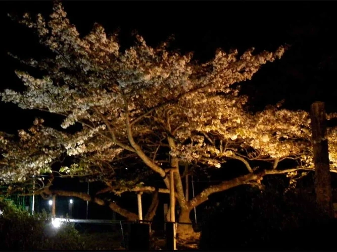  長徳寺 樹木葬