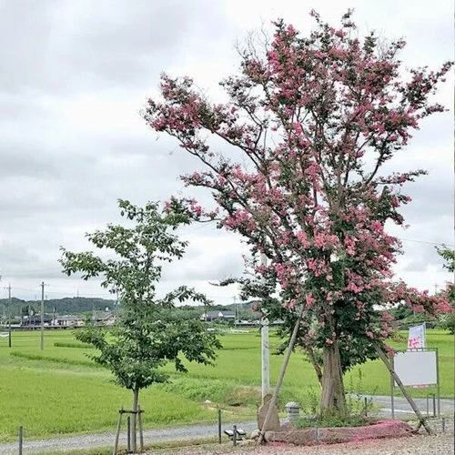  桜葬墓園 樹木葬